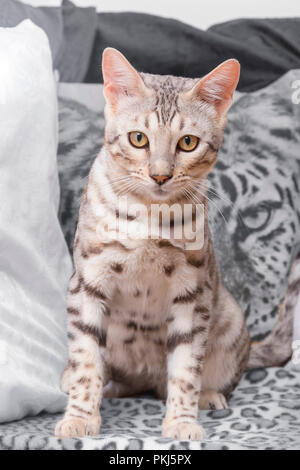 Beautiful male silver Bengal cat kitten portrait Stock Photo