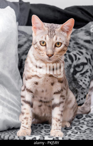 Beautiful male silver Bengal cat kitten portrait Stock Photo