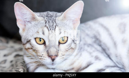 Close up view of beautiful male silver Bengal cat kitten portrait Stock Photo