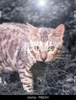 Beautiful male silver Bengal cat kitten portrait outdoors Stock Photo