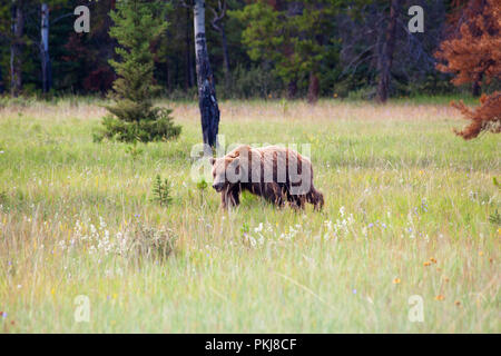 Large adult grizzly bear (Ursus arctos) walking in a meadow in Jasper National Park. Alberta, Canada.