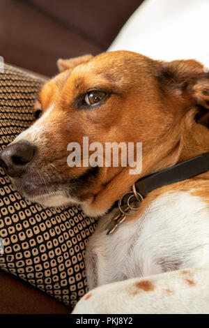 Mischevious mix terrier dog Stock Photo