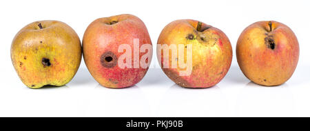 Four Worm Apple Maggot Larva Eating Apple damaged on White Background Stock Photo