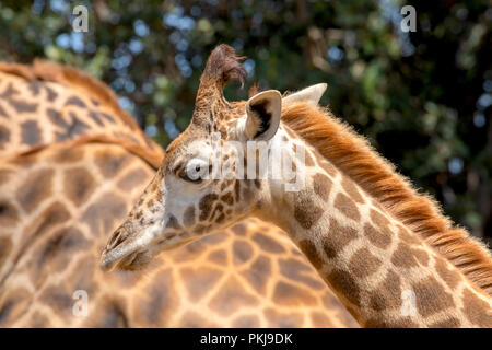 One year old giraffe with her parents Stock Photo