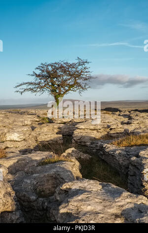 Lone tree on the slopes of Ingleborough,  North Yorkshire, England Stock Photo