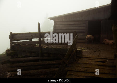 eco-farm in the mountains in a foggy summer morning Stock Photo