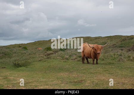 Illustration shows Scottish Highland cow in the Dunes of Texel, Monday 16 May 2016, Texel, the Netherlands. Stock Photo