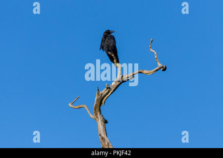 Carrion Crow (Corvus corone corone) perching on the dead tree Stock Photo