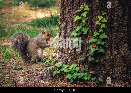 Tiny squirrel eats a walnut behind an oak tree Stock Photo