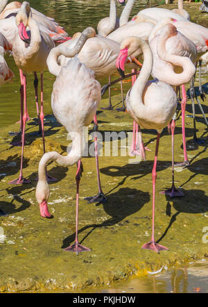 big flamingo family with 2 birds balancing on one leg in the front Stock Photo