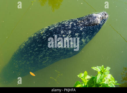 seal in close up sea dog swimming in the water Stock Photo