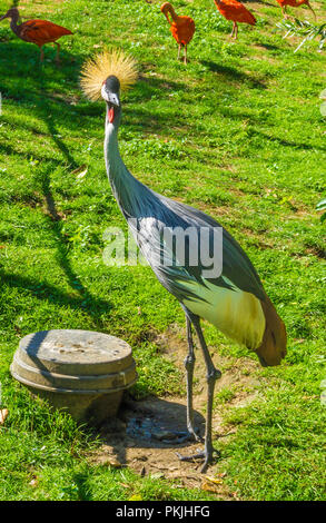 funny gray crane bird with yellow tuft hair on his head close up Stock Photo
