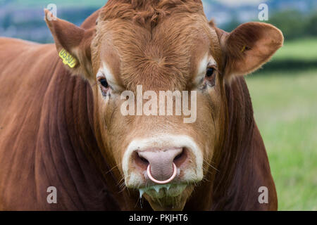 close up of a brown bulls face with nose ring pkjht6
