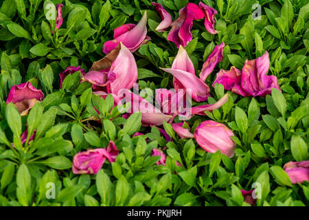 Pink petals fallen on on green vegetation background or texture large copyspace Stock Photo