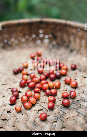 Fresh coffee berries harvest in weave basket Stock Photo