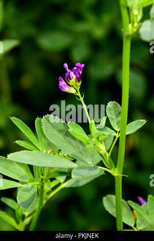 Close-up view on a purple flower of alfalfa surrounded by leaves, fuzzy green background Stock Photo