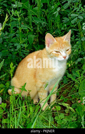 A self-content orange tabby cat sitting at the edge of a field of green alfalfa Stock Photo