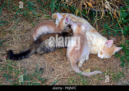 Striped grey and rusty-white kittens suckling the orange tabby mother cat , laying on withered grass in shadow Stock Photo
