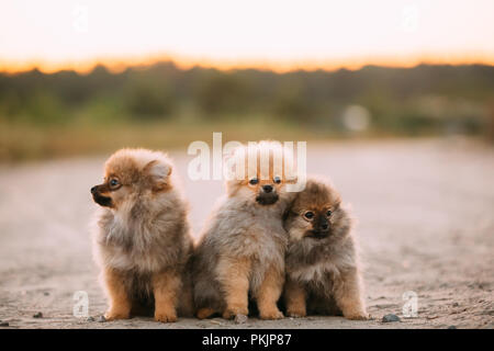 Three Young Happy White Puppies Pomeranian Spitz Dog Sitting Outdoor In Sandy Countryside Road. Stock Photo