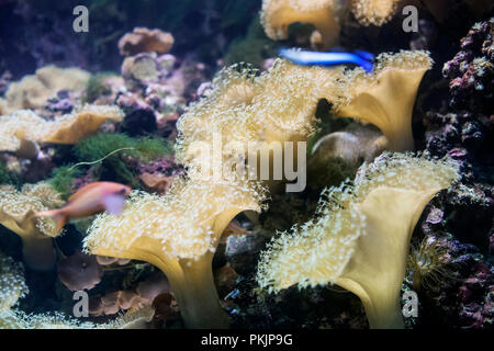 Leather coral, deep sea life. Sarcophyton spp. soft coral with star shaped polyps in aquarium Stock Photo