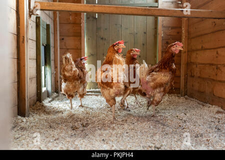 Retired battery hens in their new free range hen house in Wales. Stock Photo