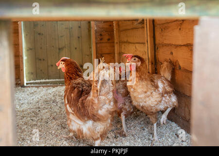 Retired battery hens in their new free range hen house in Wales. Stock Photo