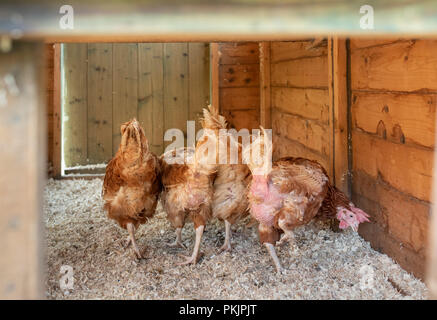 Retired battery hens in their new free range hen house in Wales. Stock Photo