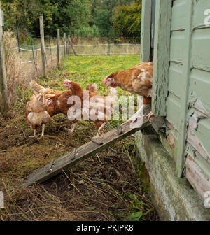 Retired battery hens near their new free range hen house in Wales. Stock Photo