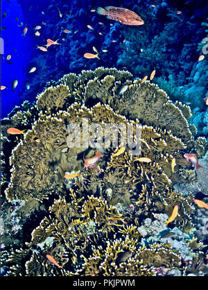 Extensive plates of fire coral (Millepora dichotoma) with jewel fairy basslet (Pseudanthias squamipinnis) and - at the top of the picture - a coral grouper (Cephalopholis miniata: 20 cms.). The common name of fire coral is misleading, in that the species is not a true coral but rather is related to hydrozoans. However, the word 'fire' is apt. The colony has many thousands of small hairs protruding from its surface, on which there are numerous nematocysts, which inject toxins into one's skin if one touches the organism. This causes a severe burning pain which can last for days. Egyptian Red Sea Stock Photo