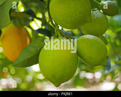 Yellow and gteen lemons hanging on tree. Lemon blossoms Stock Photo