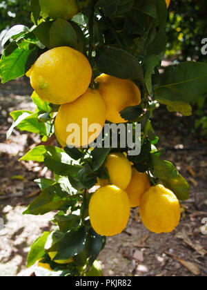 Yellow and gteen lemons hanging on tree. Lemon blossoms Stock Photo