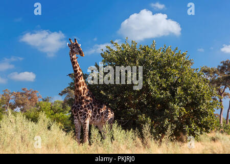 Beautiful South African giraffe in african bush, Moremi Game reserve Botswana, Africa safari wildlife Stock Photo