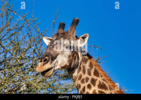 detail of Beautiful South African giraffe in african bush, Moremi Game reserve Botswana, Africa safari wildlife Stock Photo