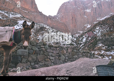 moroccan donkey in the mountains Stock Photo