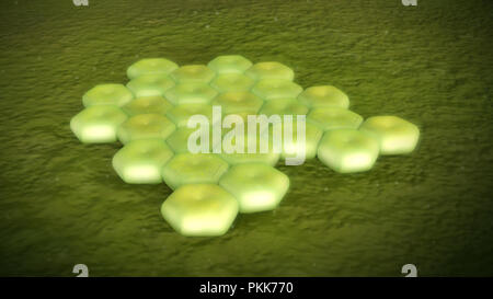 3D illustration of a acinetobacter baumannii Stock Photo