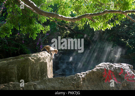 LingShui County south bay monkey island of hainan province Stock Photo