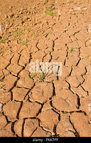 Cracked dry ground during Australian drought with single tiny daisy growing in crack and flowering as demonstration of resilience of nature Stock Photo