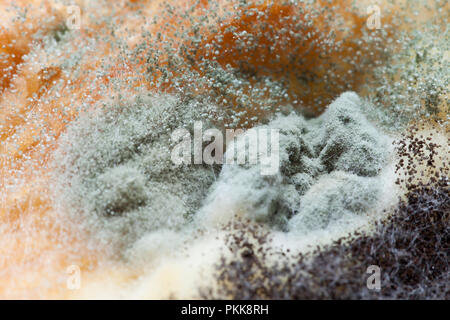 Mold Cup Yogurt Growth East Disgusting Mould Mildew Green Detail. Food  Product Dairy Product Cream Expired Warranty Stock Image - Image of green,  eating: 201270533