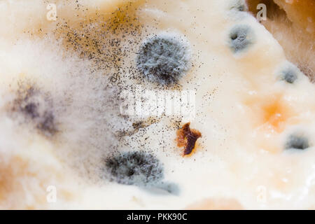 Mold growing on food (moldy food, mouldy food, food mold) Stock Photo