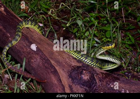 A Smith's Mountain Pit Viper (Trimeresurus malcolmi) in Mount Kinabalu National Park, Sabah, East Malaysia, Borneo Stock Photo