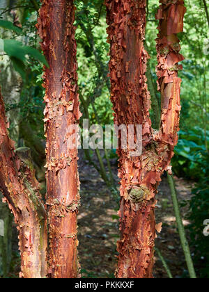 The Tree Trunks of Acer Griseum, otherwise known as the Paper Bark Maple, at Saint Andrews Botanic Garden in Fife, Scotland. Stock Photo