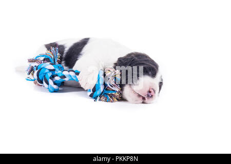 landseer dog isolated in front on white background Stock Photo