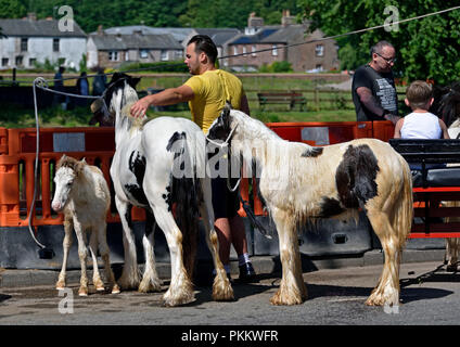 Gypsy traveller with Coloured Cobs. Appleby Horse Fair 2018. Appleby-in-Westmorland, Cumbria, England, United Kingdom, Europe. Stock Photo