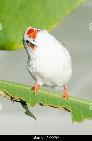 White java rice finch in the Butterfly house  blenheim palace Stock Photo