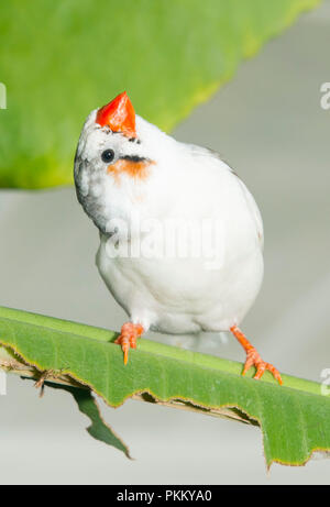 White java rice finch in the Butterfly house  blenheim palace Stock Photo