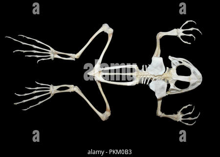 skeleton of frog Stock Photo: 24631813 - Alamy