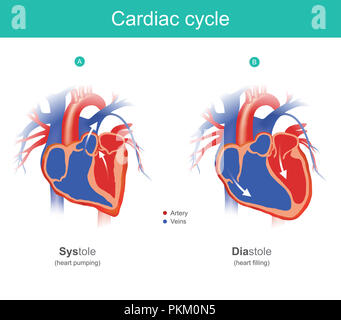 The heart is the organ of the human body that pumps blood to the body. Anatomy infographic. Stock Photo