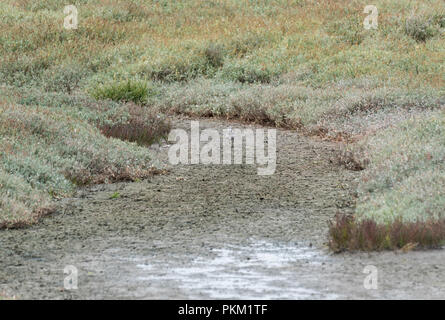 A Grey Plover (Pluvialis squatarola) walking away Stock Photo
