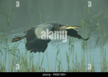 Grey heron taking flight over the reedbeds on a misty morning just as the sun rises at Ham Wall RSPB nature reserve in Somerset, England Stock Photo