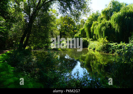 The River Stort near Bishops Stortford (landscape) Stock Photo